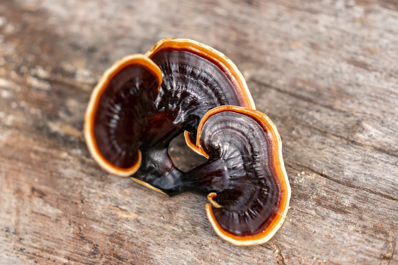 The Immune-Boosting Power of Reishi Mushrooms Explained