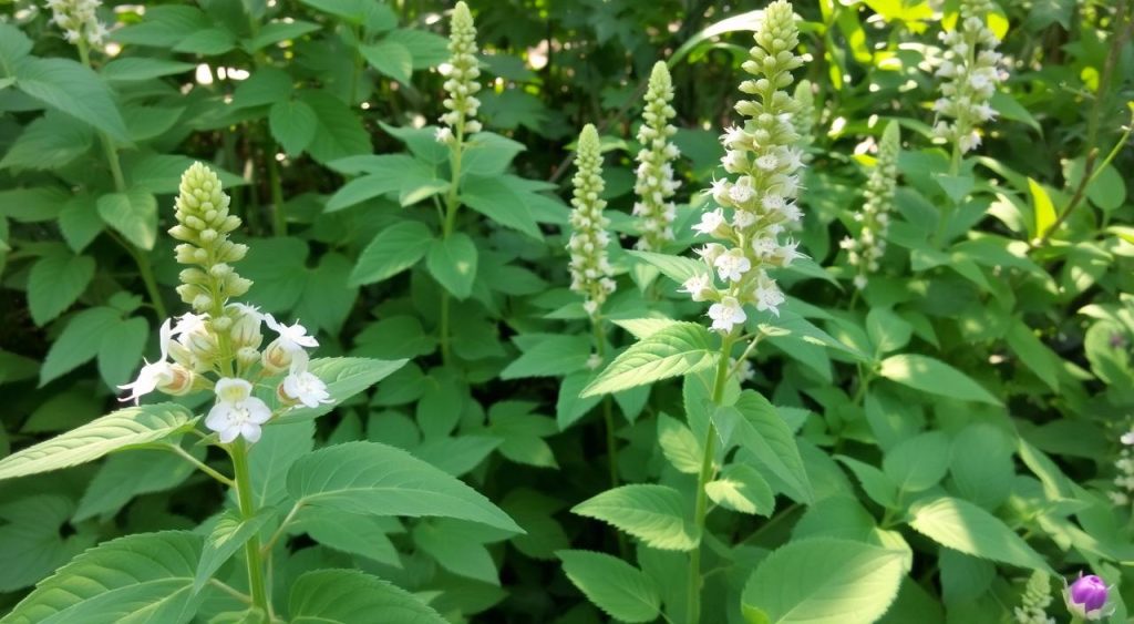 black cohosh and chasteberry